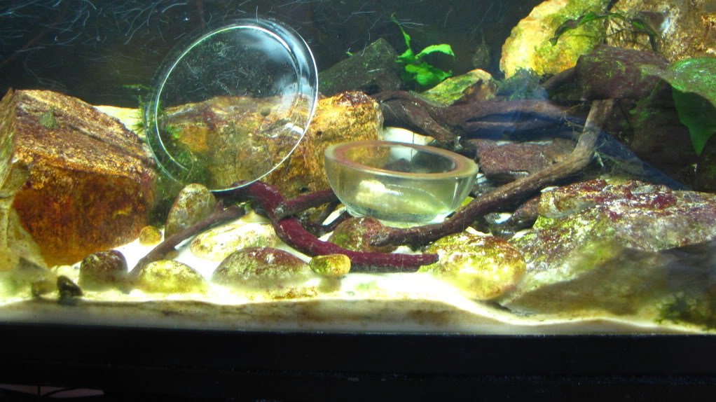 We invite all Aquarists to share their experience on Stiphodon Algae007