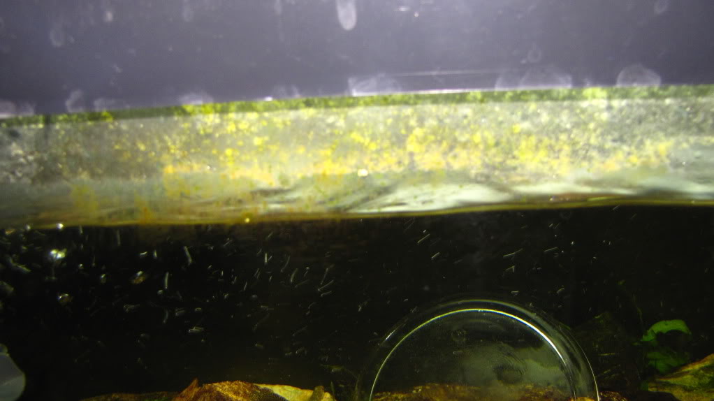 We invite all Aquarists to share their experience on Stiphodon Algae013