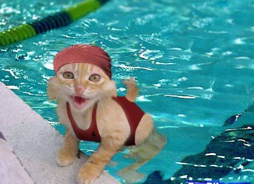 Miauuuu buenas, se presenta nuevo felino Gato20piscina