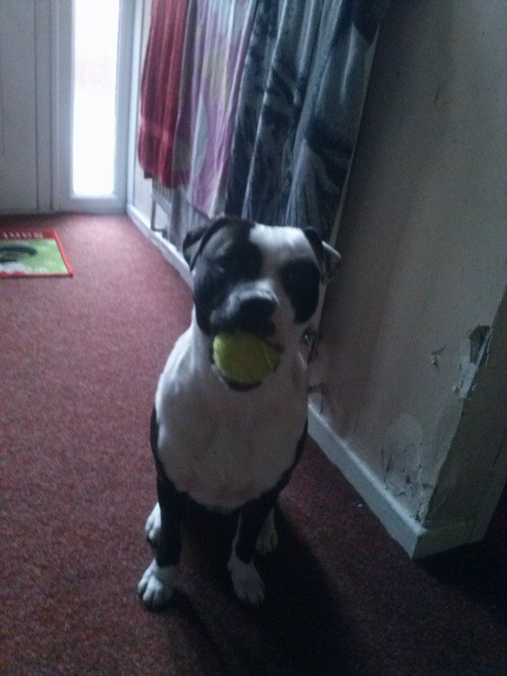 Who wants to play ball? 10407719_366987946808409_3352618026073462061_n_zpsa566b6f1