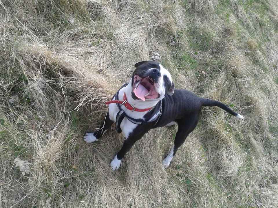 Happy Staffy :D 10425864_431759063664630_2211874927842410405_n_zps3f58idpr