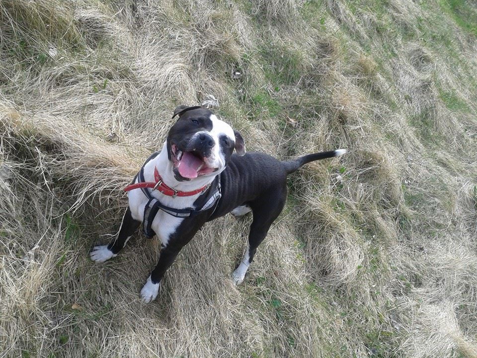 Happy Staffy :D 11090317_431759253664611_2459525562589285787_nx_zpsfcltn2uw