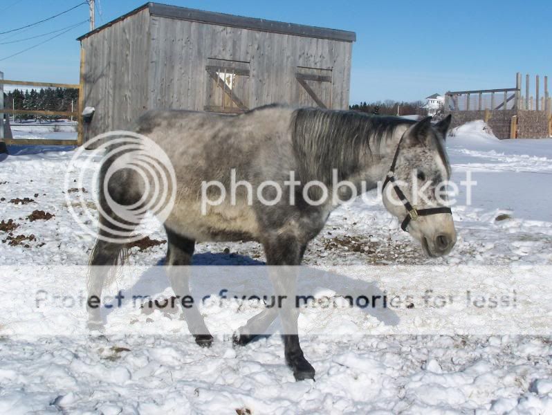 Homes needed for 2 Horses HorsesFeb609017