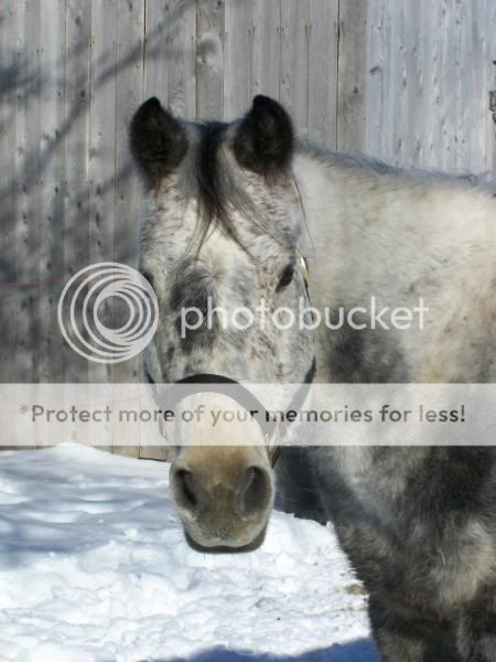 Homes needed for 2 Horses HorsesFeb609076