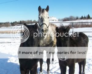 Homes needed for 2 Horses OlllieMudMagsDec0908009-1