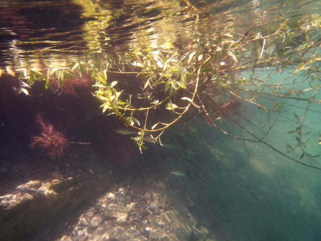 Photos presque oubliées d'une plongée MDP à Chamagnieu P1000586