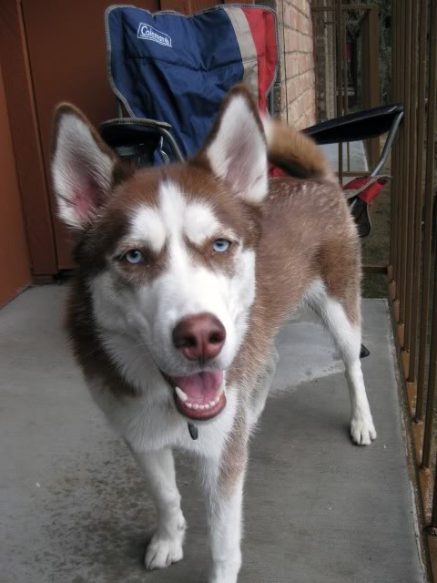 Husky needs home RORI2