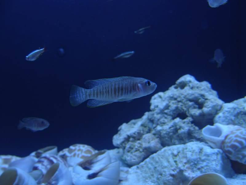 Neolamprologus Multifasciatus (Multis) Loneguardian