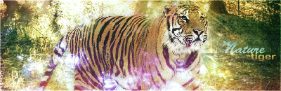 Tiger Nature Tigre1