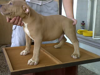 2X TRIAD BREEDING..3months and 2 weeks IMG00283-20100906-1544