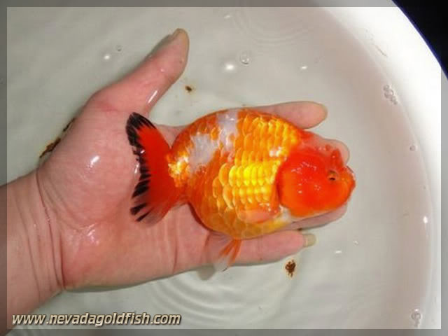 NEVADA GOLDFISH - Spesialis Ikan Maskoki 086