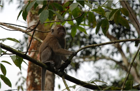 Monyet, Beruk, Burung DSC_0015-1