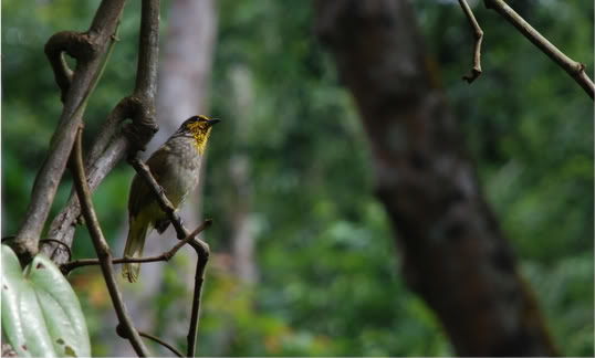 Monyet, Beruk, Burung DSC_0044-2