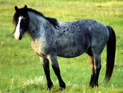 The Horses That Belong To The School Blue20roan20traditional20Nokota20st