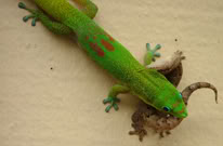 GECKO POUDRE D'OR - Phelsuma Laticauda Geckos1b