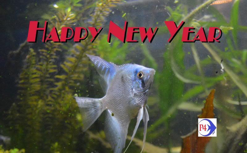 Happy New Year fishbox HappyNewyear-1