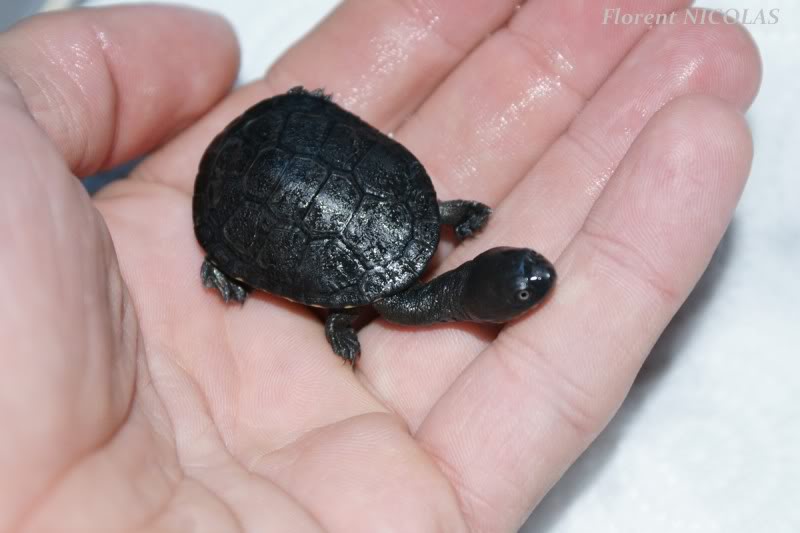 NC Chelodina longicollis - tortue à long cou DSC06942