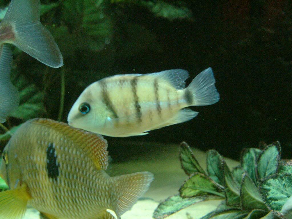 Cutteri Cichlid DSCF0303