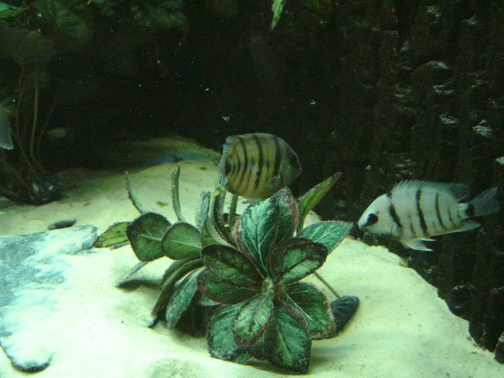 Cutteri Cichlid Spirillumpair3