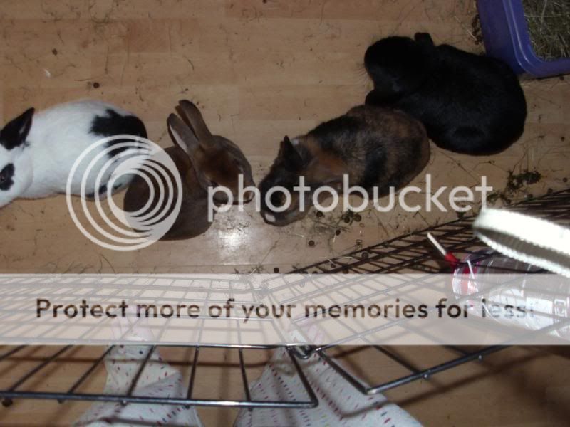 Some pictures of my bunnies DSCI1269