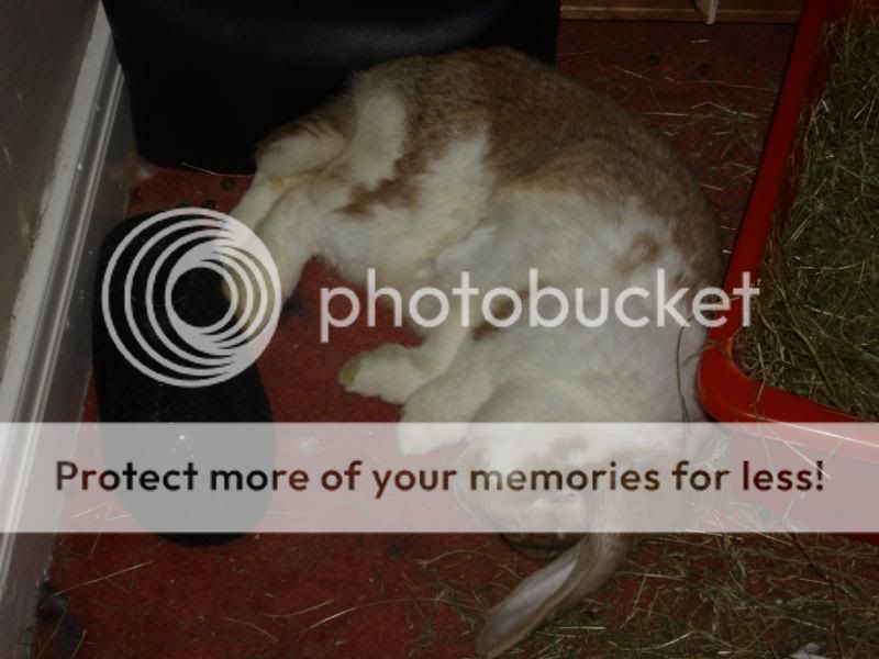 Some pictures of my bunnies DSCI1281