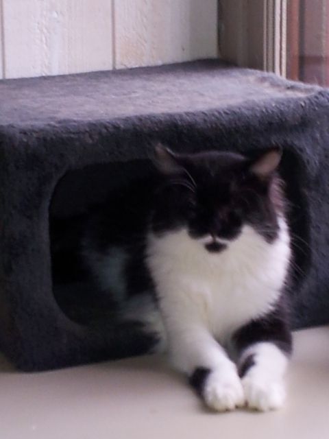 Milka, chatte noire et blanche poil mi-long, née en février 2011  20120924_103620_zpsfb24b467