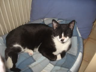 Chaplin, chaton noir et blanc, né vers fin Juin 2011 DSC03053