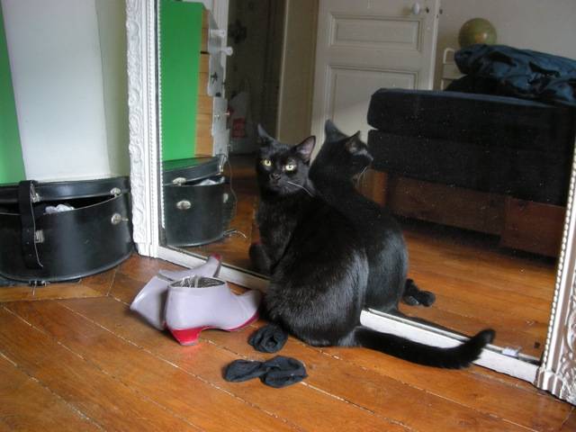 Ebony, chatte noire, née le 01/04/2011 DSCN5289