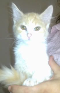 Ptit Lu, chaton crème et blanc, poil mi-long, né en juillet 2011 Petitlu1