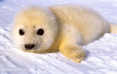 Cute Animal Tournament Round 2.11: Seal vs Spider Monkey Baby_seal