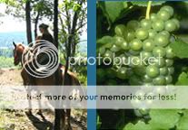 Mountain Horseback Ride w/Optional Wine Tasting MtnHBWine