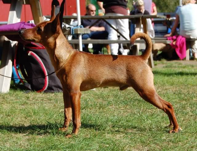 Valpeshow, Bø og sauherad hundeklubb DSC_0071