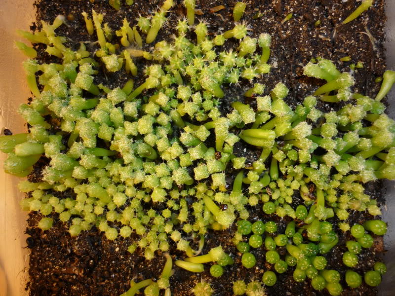 Seedlings, sowing 28 Dec 2009 P1000039