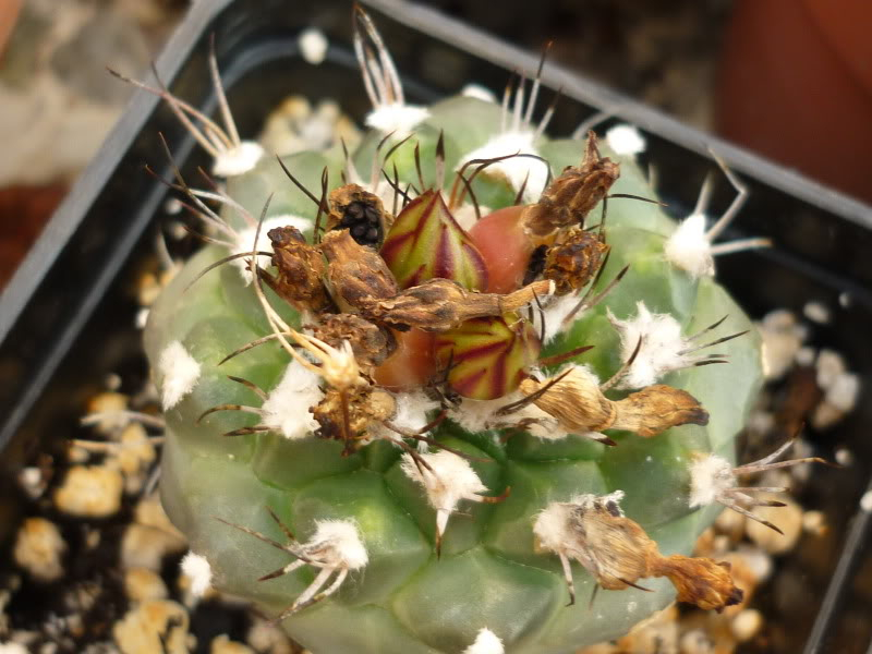 Turbinicarpus thread P1000620