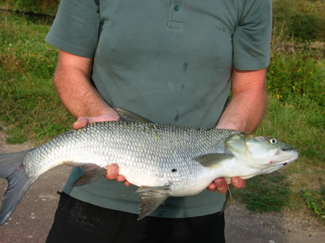 Un poisson combatif l'aspe Cartesbasket351