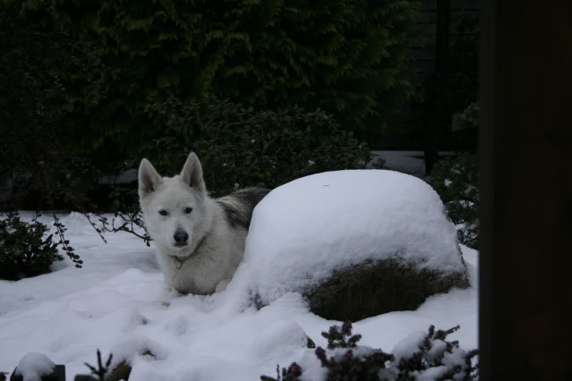 Wuff Wuff Wuff - Seite 5 Schneespielen055