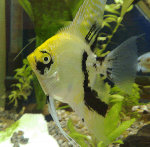 Angel Fish And Discus Picture Gallery Angel