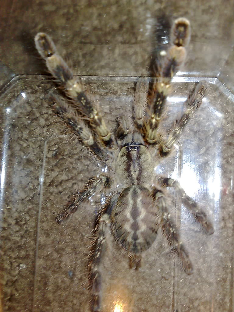 A newbie guide to Poecilotheria Smithim2