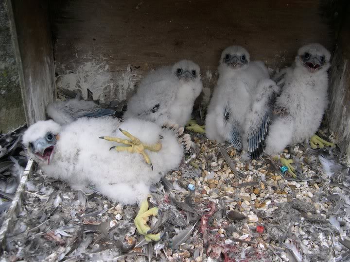 chichester peregrines 225113_175408115851357_162561113802724_422589_3911406_n