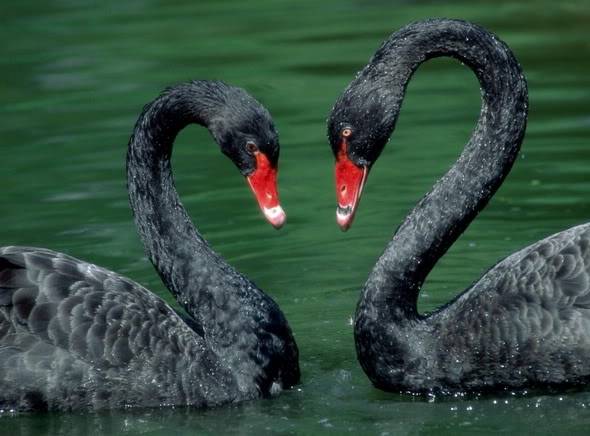 Labud LoveBirdsBlackSwans