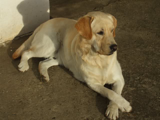 Bronx, zuti labrador NewImage1