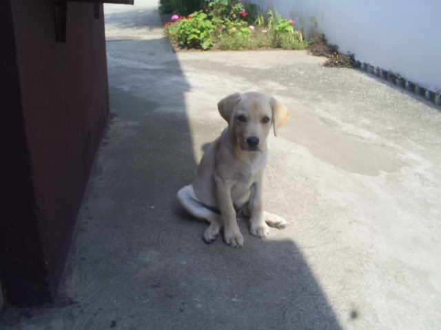 Bronx, zuti labrador S50304851