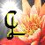 Vote for the official guild icon(which will replace the flower here and on guild) Lotus2