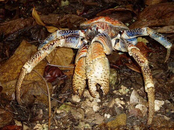 Coconut Crab! ATT1111