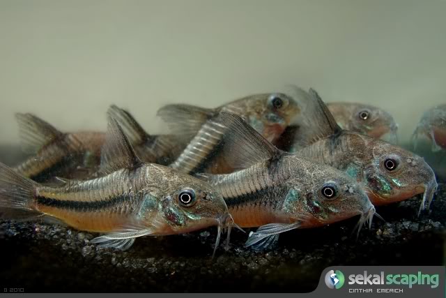 Corydoras nattereri Corydorasnattereri003