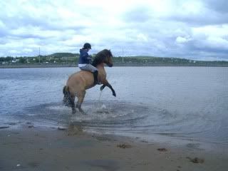 my missy lou and all her tricks LOVE this horse (even though sarah does not ) HPIM0636