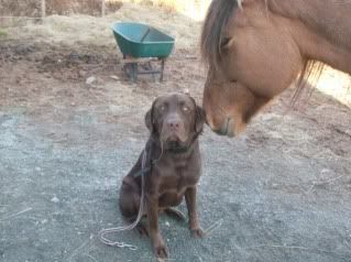 my missy lou and all her tricks LOVE this horse (even though sarah does not ) HPIM1189