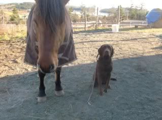 my missy lou and all her tricks LOVE this horse (even though sarah does not ) HPIM1191