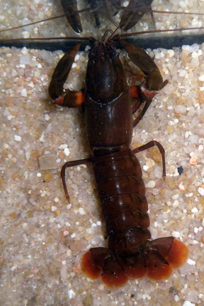 Cherax irianto black pearl  Cheraxiriantoblack10