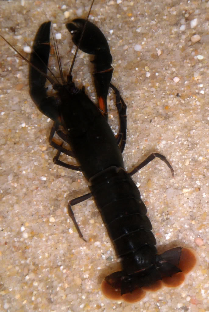 Cherax irianto black pearl  Cheraxiriantoblack2